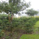 Coffee plants at the dry mill