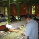 Final prep: getting ready for export, hand sorting coffee