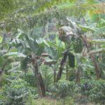 Example of shade canopy - coffee trees below, bananas above