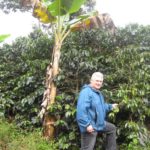 Dan checking the coffee beans on the farm