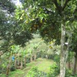 Fruit trees providing shade canopy for the coffee plants