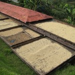 Coffee & Parchment drying, drawer style